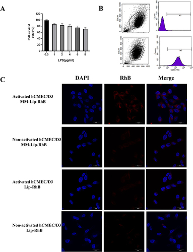 Figure 2 Inflammatory response and release profile of MM-Lipo in vitro. (A) The effect of LPS concentration on hCMEC/D3 cells survival rate. (B) ICAM-1 of hCMEC/D3 cells before and after LPS stimulation. (C) Fluorescence confocal images show the binding of DiD-labeled liposomes (red) to inflamed hCMEC/D3 cells stained by DAPI (blue). hCMEC/D3 cells were activated with LPS /without LPS (scalebar: 30 μm). The data were presented as the mean ± SD (n =3).