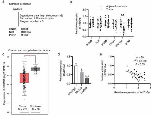 Figure 3. DDX19A is downregulated in OVCA. (a) The predicted mRNAs (GNG5, CHD4, NLK, DDX19A, PUDP and XKR8) targeted by let-7b-5p were provided by starBase (http://starbase.sysu.edu.cn/index.php) (filter criteria: Degradome Data: high stringency ≥ 3; Pan cancer: ≥ 10 cancer types; Program number = 5). (b) RT-qPCR was performed to detect the expression of GNG5, CHD4, NLK, DDX19A, PUDP and XKR8 in OVCA tissues (N = 28). (c) GEPIA predicted the expression of DDX19A in ovarian serous cystadenocarcinoma tissues (N = 426) and normal tissues (N = 88). (d) DDX19A level in SKOV3 and CAOV3 cells was measured by RT-qPCR. (e) Pearson correlation analysis presented the correlation between the expression of let-7b-5p and the level of DDX19A in OVCA tissues (N = 28). *P < 0.05, **P < 0.01, ***P < 0.001