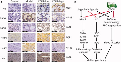 Figure 6. (A) Identification of the CDDP-protected targets against hypobaric hypoxia. Lung and heart samples collected from rats were fixed in formalin, embedded in paraffin, and sectioned for IHC staining using the corresponding antibodies. Representative pictures from three randomly selected fields are shown. Black bar represents 50 μm. (B) Mode of action of CDDP in treating hypobaric hypoxia.