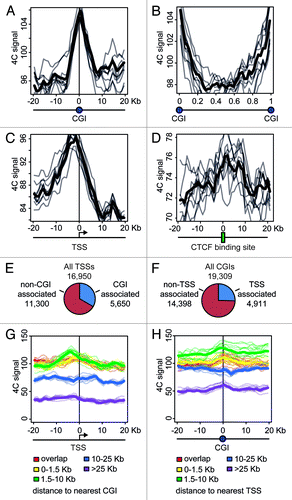 Figure 7. Distribution of the 4C signal in the vicinity of promoters and CGIs observed in experiments with NPRL3 anchor. (A, C, and D) Averaged 4C signal profiles for 40 consecutive 1 Kb bins surrounding various genomic features: CGIs (A), TSSs (С) or CTCF sites (D). Х-axis represent genomic coordinate relative to a genomic feature, y-axis represents averaged 4C signal value, gray lines represent the profiles for bootstrapped sets of genomic features (see Material and Methods section for details). (B) Averaged 4C signal profiles between consecutive CGIs. Х-axis represents relative location in a region between CGIs. (E) Fraction of TSSs overlapped by a CGI and (F) fraction of CGIs overlapping a TSS. (G, H) Plots similar to (A–D), showing averaged 4C signals in the vicinity of TSSs grouped by the distance of a TSS to the nearest CGI (G) and in the vicinity of CGIs grouped by the distance of a CGI to the nearest TSS (H). See the legend below the plots for the distances thresholds.