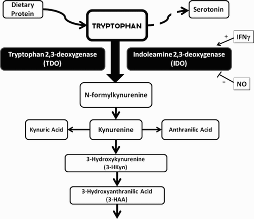 Figure 1.  Tryptophan metabolism through the kynurenine pathway. Tryptophan is the least abundant of the essential amino acids brought into the body as dietary proteins or through dietary supplements. Tryptophan can be converted into the neurotransmitter serotonin or degraded through a variety of pathways. Degradation of tryptophan thru the kynurenine pathway is most common and begins with conversion of tryptophan to N-formyl kynurenine, the rate-limiting reaction of the catabolic pathway. This can be accomplished by the action of tryptophan 2,3-deoxygenase (TDO) or of indoleamine 2,3-deoxygenase (IDO). TDO is present in the liver while IDO is present in many tissues, including the placenta. IDO is induced by interferon gamma and inhibited by nitric oxide (NO). IDO can use superoxide (O2.-) as a substrate or as a co-factor. Catabolism of N-formylkynurenine results in the production of kynurenine, 3-HKyn, 3-HAA and several other metabolites. 3-HAA and 3-HKyn can function as peroxyl scavengers.