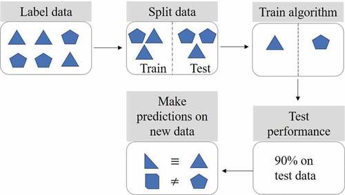Figure 2. Supervised machine learning steps. Labeled data is split into training and testing sets. The algorithm is then trained to learn the differences between the labeled data. The test set is used to check and refine algorithm performance. Predictions can subsequently be made using new data previously unseen by the algorithm