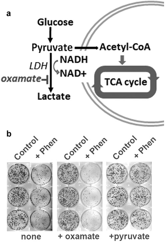 Figure 2. Glycolysis and generation of NAD+ in activity of biguanide drugs. A) Diagram reviewing how NAD+ is regenerated by transfer of electrons from pyruvate to lactate by lactate dehydrogenase (LDH). B) Inhibition of cell proliferation in cultures treated with phenformin (10 µM) is enhanced by co-treatment with oxamate, which blocks LDH, but offset by co-treatment with pyruvate, which is a substrate for LDH