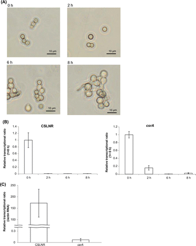 Fig. 4. Transcriptional analysis of CSLNR and csrA in conidia and germinated conidia.