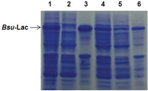 Figure 2. Coomassie brilliant blue stained 12% SDS-PAGE showing the expression of Bsu-Lac gene at 37 and 17 °C. Lanes 1–3 represent expression at 37 °C and lanes 4–6 show expression at 17 °C. Lanes 1 and 4, total cell lysate; lanes 2 and 5, soluble fractions; lanes 3 and 6, insoluble fractions.