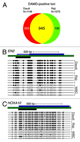Figure 2. Human Burkitt lymphoma cell lines demonstrate extensive promoter CpG island DNA hypermethylation. (A) DAMD-positive loci from the human Burkitt lymphoma cell lines Daudi and Raji are depicted, and common loci are indicated with a Venn diagram. (B and C) Bisulfite sequence analysis of engrailed homeobox 2 (EN2) and homeobox A10 (HOXA10) from Daudi, Raji, and peripheral white blood cells (WBC). See Figure 1 legend for labeling schematic.
