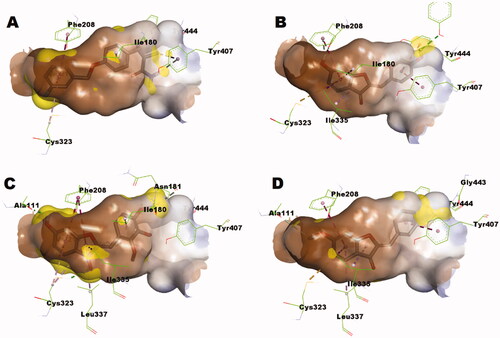 Figure 7. (A) Predicted binding mode of safinamide within MAO-A pocket (PDB: 2Z5X): Yellow surface represents the solvent-accessible surface of safinamide; (B) Predicted binding mode of hispidol within MAO-A pocket (PDB: 2Z5X): Yellow surface represents the solvent-accessible surface of hispidol; (C) Predicted binding mode of compound 1p within MAO-A pocket (PDB: 2Z5X): Yellow surface represents the solvent-accessible surface of compounds 1p; (D) Predicted binding mode of compound 1y within MAO-A pocket (PDB: 2Z5X): Yellow surface represents the solvent-accessible surface of compounds 1y.