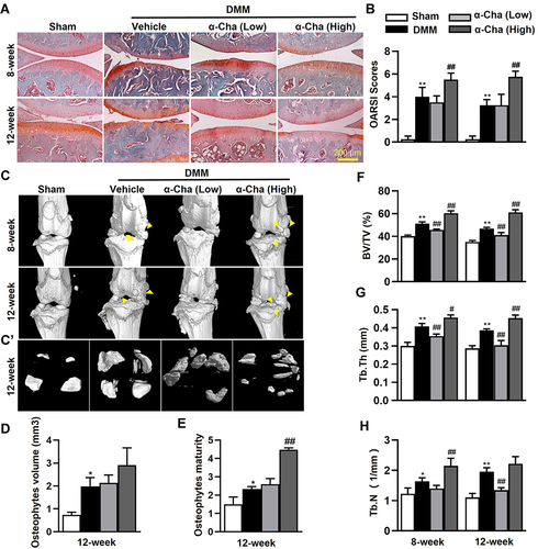 Figure 2 α-Chaconine (α-Cha) deteriorates OA progression. (A) Safranin O/Fast green staining of cartilage. (B) OARSI scores for cartilage structure damage in (A). (C-C’) Representative three-dimensional images of knee joints. Three-dimensional reconstructions of knee joints in (C) and osteophytes (C’) were used to visualize calcification of meniscus and osteophyte formation 8- and 12-week after DMM surgery. Yellow triangles indicated osteophytes. (D–H) Statistical results of bone morphological parameters in (C). Data were expressed as the mean ± SD. *P < 0.05, **P < 0.01 vs Sham group, #P < 0.05, ##P < 0.01 vs Vehicle group.