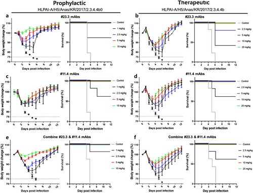 Figure 2. In vivo prophylactic and therapeutic efficacy of #23.3 and #11.4 mAbs in mouse model. (a, c) Prophylactic efficacy of #23.3 and #11.4 mAbs against lethal challenge of the RG-H5-HPAI-A/Anas/KR/2017/2.3.4.4b strain. Body weight (left) and survival (right) curves of BALB/c mice (n = 5 per group) treated with 10, 5, 2.5, or 1 mg/kg #23.3 or #11.4 mAb (control IgG of 10 mg/kg normal mouse) 24 h before lethal challenge are shown. (b, d) Therapeutic efficacy of #23.3 and #11.4 mAbs against lethal challenge of the RG-H5-HPAI-A/Anas/KR/2017/2.3.4.4b strain. (e, f) Prophylactic and therapeutic efficacy of combination #23.3 & #11.4 mAbs against lethal challenge of the RG-H5-HPAI-A/Anas/KR/2017/2.3.4.4b strain. BALB/c mice (n = 5 per group) treated with 20, 10, 5, 2.5, or 1 mg/kg #23.3 or #11.4 mAb (control IgG of 20 mg/kg normal mouse) 24 h after lethal challenge are shown. Data are presented as the means ± SEM.