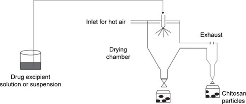 Figure 4 Schematic representation of the spray-drying technique used for the manufacturing of chitosan particulate systems.