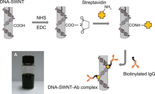Figure 1 Procedure for immobilization of streptavidin on the DNA-SWNT surface, and binding of biotinylated IgG to immobilized streptavidin to prepare the DNA-SWNT antibody complex. (A) Suspension of DNA-SWNT antibody complex.Abbreviations: Ab, antibody; SWNT, single-walled carbon nanotubes; NHS, N-hydroxysuccinimide; EDC, 1-ethyl-3(3-dimethylaminopropyl) carbodiimide hydrochloride.
