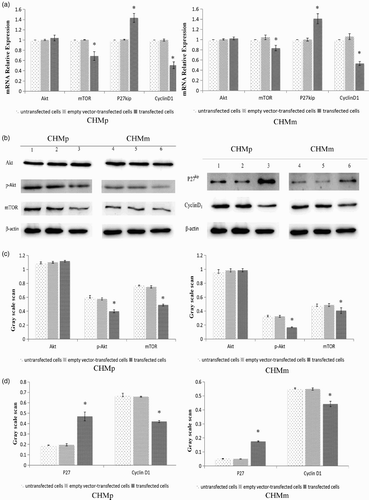 Figure 4. (a) Detection of Akt, mTOR, P27kip, and CyclinD1 gene expression by RT-PCR. (b–d) Detection of Akt, pAKT, mTOR, P27, and CyclinD1 protein expression by Western blot in CHMp and CHMm cells.