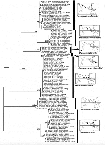Figure 1. Maximum-likelihood phylogenetic tree of Dussumieria, based on the cytochrome oxidase I (COI) gene (total: 648 base pairs) from 102 specimens, each species forming a monophyletic group. Each specimen is identified by COI sequence GenBank (GB) number followed by Museum Registration Number, and/or sequence origin (GB) and/or specimen code (see text and Table I for details) in parentheses, and geographical origin. Tree rooted at midpoint; branch lengths proportional to number of substitutions; bootstrap proportions (if >50%) indicated at nodes. Abbreviations: GB, GenBank; COI, cytochrome oxidase I.