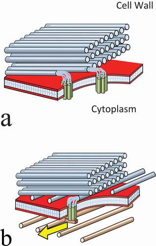 Figure 12. (Colour online) The dual mechanisms of cell wall formation. (a) The autonomous process. This is totally extracellular and takes place outside the plasma membrane. The matrix between the existing microfibrils is aligned in a nematic state, with its director parallel to the existing array of microfibrils – and directs the growth of a new microfibril accordingly. (b) The microtubule alignment process. This is shown overriding the autonomous process and redirecting a new layer of microfibrils