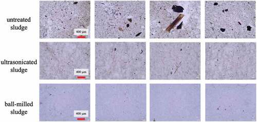 Figure 7. Optical images of the untreated, ultrasonicated, and ball-milled sludge.