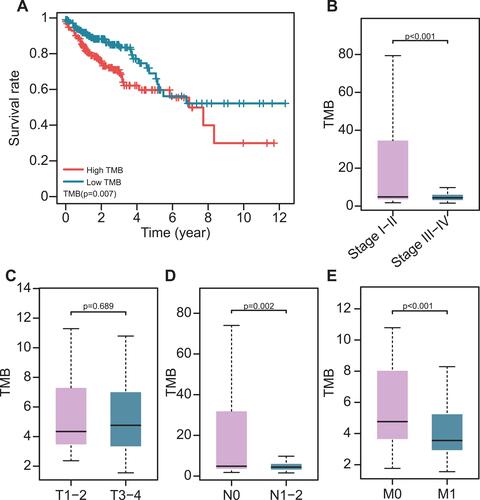 Figure 2 The association of TMB with clinical characteristics and prognosis. (A) Higher TMB levels correlated with poor survival outcomes (P=0.007). (B–E) The association of TMB with pathological stages; T, N, and M stages.