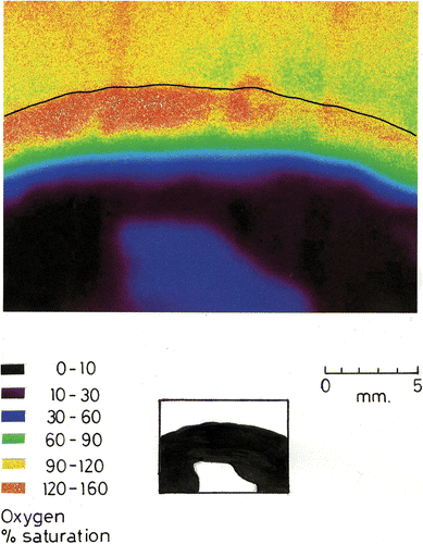 Fig. 5. Dissolved oxygen concentration in a R. haematites colony. Porphyrin planar optode at a surface irradiance of 500 µmol m−2 s−1. The thin black line indicates the colony surface. Silhouette of colony section shown below.