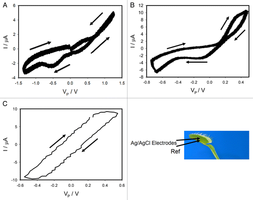 Figure 2. Dependencies of electrical current, I, in the Venus flytrap on VP induced by triangle voltage wave VFG from a function generator (A,B,C); Frequency of triangle voltage VFG scanning was 0.001 Hz (A,B) and 10 Hz (c); R = 47 kΩ. Position of Ag/AgCl electrodes in the Venus flytrap is shown. The trap was open in (B,C) or closed in (A). These results were reproduced 16 times.