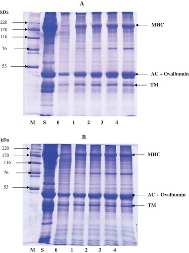 Figure 2. Protein pattern of sardine surimi incubated at 60°C for 60 min in the absence or presence of duck (A) and hen (B) albumens. Numbers denote the concentration of egg albumens (%, w/w). MHC: myosin heavy chain; AC: Actin; TM: Tropomyosin; H: High molecular weight marker; S: surimi paste.