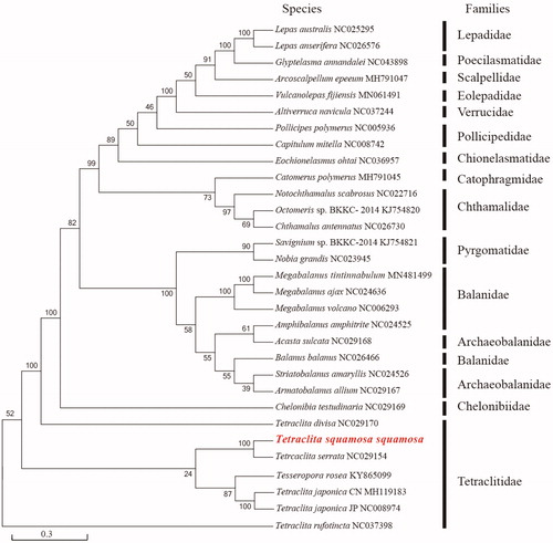Figure 1. Phylogenetic tree of Tetraclita squamosa squamosa and other mitochondrial genomes from Cirripedia based on mitochondrial PCGs.