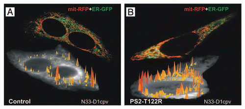 Figure 1 ER-mitochondria juxtaposition and high Ca2+ microdomains on the cytosolic surface of OMM in SH-SY5Y cells. Cells were transfected with cDNAs coding for a FAD-PS2 mutant (PS2-T122R, B) or void vector (Control, A), together with those coding for a red mitochondrial and a green ER markers (mit-RFP and ER-GFP, respectively; upper cell in each part), in order to visualize ER-mitochondria juxtaposition sites (yellow pixels); increased number of interactions is observed in FAD-PS2 expressing cells. Alternatively, cells were transfected with cDNAs coding for a FAD-PS2 mutant (PS2-T122R, B) or void vector (Control, A) and the cameleon Ca2+ probe N33-D1cpv, targeted to the OMM,Citation15 and then analyzed to detect the generation of high Ca2+ microdomains on the cytosolic surface of OMM (yellow-to-red spikes) upon ER Ca2+ release induced by bradykinin (lower cell in each part). At a similar average cytosolic Ca2+ rise, higher and more abundant Ca2+ microdomains are generated close to the OMM in the FAD-PS2 expressing cell compared to the control one. See reference Citation13 for details.
