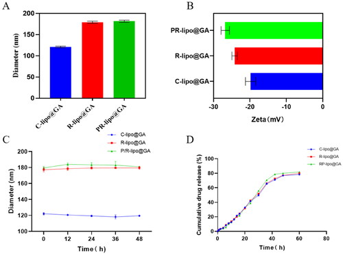 Figure 3. Characterization of saponin liposomes. (A) Particle size variation of different formulations of liposomes. (B) Variation of zeta potential for different formulations of liposomes. (C) Change in size of different liposomal formulations stored at 4 °C. (D) Study of in vitro drug release behavior of liposomes. Data are shown as the mean ± SD (n = 3).