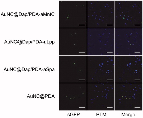 Figure 6. Localization of AuNC@PDA as a function of antibody conjugation. Images illustrate fluoresence (sGFP) and photothermal microscopy (PTM) images of S. aureus cells (green) incubated with AuNC@PDA (blue) with and without conjugation to aMntC, aLpp, or aSpa. Scale bars =10 µm.
