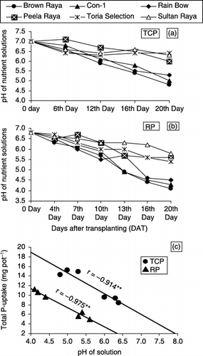 Figure 3  Changes in pH of nutrient solutions by Brassica cultivars (a,b) and total P-uptake by cultivars in relation to pH of solutions (c) measured at 20 days after transplanting (DAT) containing tri-calcium (TCP) and rock phosphates (RP) as P sources in rooting media.