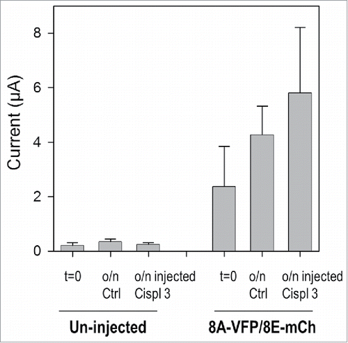 Figure 3. Cisplatin injection does not modify 8A-VFP/8E-mCh currents. Bars represent mean currents of un-injected or 8A-VFP/8E-mCh injected oocytes measured before (t = 0; un-injected n = 11; 8A-VFP/8E-mCh n = 15) and after overnight incubation in “Maintaining” solution. After recording currents in control conditions, some oocytes were just incubated (o/n Ctrl; un-injected n = 4; 8A-VFP/8E-mCh n = 8), others were injected with 50 nl of a 3 mM cisplatin solution and then incubated overnight (o/n inj Cispl 3; un-injected n = 7; 8A-VFP/8E-mCh n = 7; P > 0.05). Error bars indicate SD.