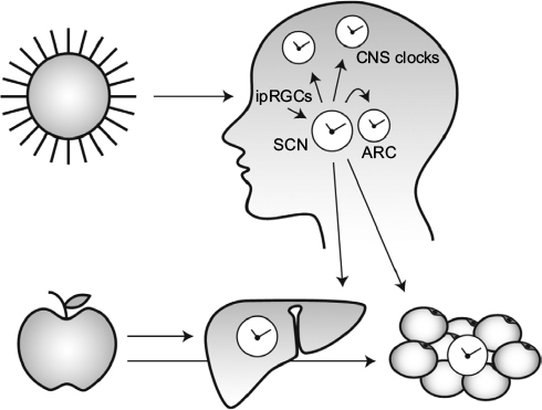 Figure 1 Different zeitgebers reset the circadian clock network. The circadian master pacemaker in the SCN receives light information via ipRGCs to coordinate peripheral and central subordinate clocks. In this way, behavior and physiological processes are aligned to time-of-day-specific requirements. Peripheral tissue clocks are sensitive to food-mediated signals and adjust to alterations in the diurnal feeding regime. Because food resetting does not affect the SCN, mistimed feeding promotes internal desynchrony.