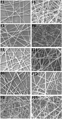 Figure 1 SEM images of selected zein nanofibrous scaffolds (according to Table 1); uncross-linked (F1–F6 and F8), cross-linked C-ZNFs (F11 and F12) and the optimized BIS-loaded 7% C-ZNFs (F15), (original magnification ×10,000). Scale bar is 1 µm.