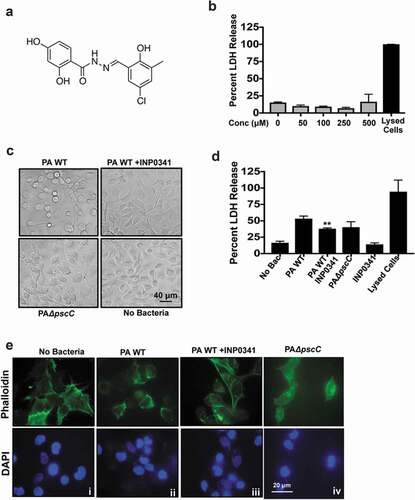 Figure 1. INP0341 impedes cytotoxic effects of P. aeruginosa on HCEC. Chemical structure of INP0341 (a). HCEC were exposed to different concentrations of INP0341 for 6 h to test its effect on cell viability using the lactate dehydrogenase (LDH) assay. Cells lysed with detergent were used as a positive control and cytotoxicity was measured as a percentage of total LDH (b). HCEC were infected with PAO1 in the presence or absence of INP0341 (100 μM), or PAO1ΔpscC for 6 h and cell morphology was imaged under a bright field microscope (c) and cell viability was determined by LDH assay (d). Cells were stained with phalloidin- Alexa Fluor 488 and imaged under a fluorescent microscope using a 100x objective and oil-immersion (e). The experiments were repeated at least three times.