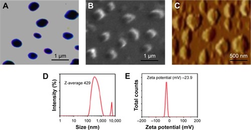 Figure 2 Physical properties of the PLGA-based NanoVac.Notes: (A) Optical image of the NanoVac. (B) SEM image of the NanoVac. (C) AFM image of the NanoVac. (D) DLS of the NanoVac. (E) Zeta potential of the NanoVac.Abbreviations: AFM, atomic force microscopy; DLS, dynamic light scattering; PLGA, poly(lactic-co-glycolic acid); SEM, scanning electron microscopy.