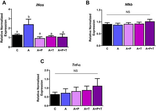 Figure 6 Angiotensin induces inflammation through iNos. INS-1E cells treated with telmisartan (T; AT1 inhibitor), P186 (P; AT2 inhibitor) reduce inflammation as shown by (A) inducible nitric oxide synthase (iNos) gene levels, (B) nuclear factor kappa-light-chain-enhancer of activated B cells (NfkB) gene levels and (C) tumor necrosis factor alpha (Tnf-α). Data are presented as mean ± SEM (n=5 each group). Means without the same letter are different.