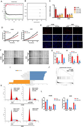 Figure 6 IL11 promotes the malignant biological characteristics of LUAD cells. (A) Utilizing the random forest tree algorithm, IRGPI genes are computed. The x-axis portrays the count of decision trees, while the y-axis signifies the error rate. (B) Findings from the RF algorithm employing the Gini coefficient method. (C) Validation of IL11 knockdown in H1299 and A549 cells verified by RT-PCR. (D–H) The influence of transient sh-IL11 on cell proliferation and migration assessed through CCK-8, colony formation, and wound healing assays. (I and J) GSEA analysis exhibits IL11-related KEGG pathways in the TCGA-LUAD cohort. (K and L) Examination of cell cycle progression in transiently transfected H1299 and A549 cells through flow cytometry using PI staining. The data reflects the mean ± SD of three separate experiments; ns: not statistically significant; *P < 0.05; **P < 0.01; ***P < 0.001. Bar =50μm.