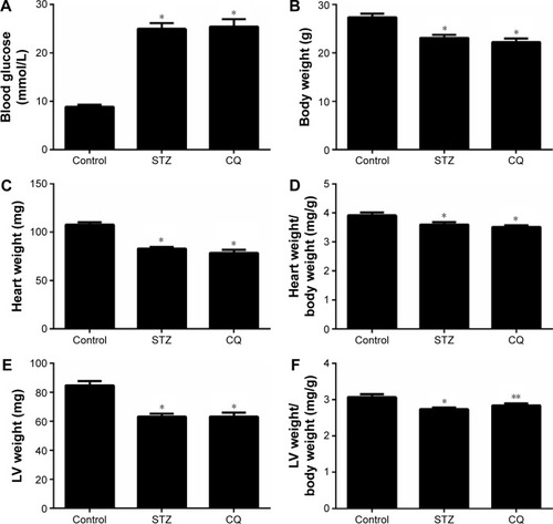 Figure 1 Effects of CQ (ip 60 mg/kg/d for 14 days) on metabolic and morphometric profiles in STZ-induced mice.