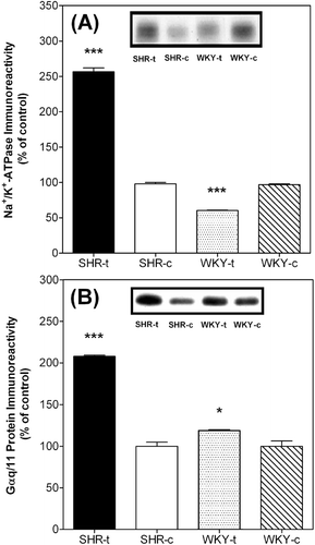 Figure 2.  Effects of 2OHOA treatment on Na+/K+ ATPase and G protein αq/11 levels in liver plasma membranes from SHR and WKY rats. The upper panel shows a representative immunoblot of 3 animals per group (around 10 µg total protein). Columns show the levels of liver plasma membrane Na+/K+ ATPase and G protein αq/11 quantified against standard curves and normalized to the protein content of vehicle-treated rats (taken as 100%). ***p < 0.001 and *p < 0.05 vs. vehicle-treated rats.