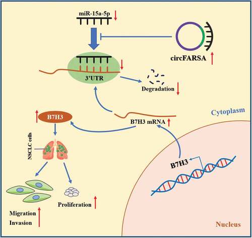 Figure 7. The schematic diagram of how circFARSA promotes the tumorigenesis and progression of NSCLC. circFARSA can competitively bind to miR-15a-5p and then up-regulate B7H3 expression, thereby stimulating the malignant phenotype of NSCLC cells.