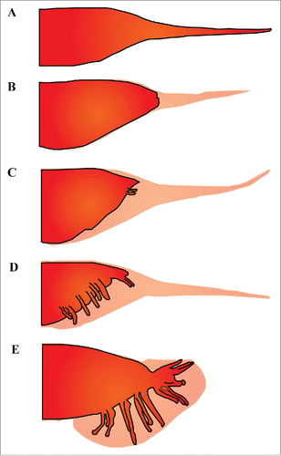 Figure 5. Male tail cell shape change and outgrowth. Schematic of male tail retraction and ray formation from L3 to adulthood. Adapted from Nguyen et al., 1999. (A) Male tail at L3 stage, retraction and ray formation have not occurred and entire cell is composed of tail epithelium. (B) Beginning of tail retraction in L4. Light red indicates fluid-filled extracellular space previously inhabited by tail epithelium. (C) L4 stage. Continuation of retraction in male tail, start of ray formation. (D) L4 stage, male tail has finished retracting and rays have all formed. (E) Adult male tail. Rays have reached their final shape. Fluid-filled extracellular space has taken peloderan shape.