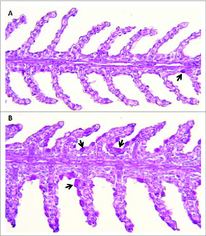 Figure 1. Channel catfish featuring different susceptibilities (panel A, resistant fish; panel B, susceptible fish) to Flavobacterium columnare (columnaris disease) show disparate numbers of mucus-producing goblet cells in the gill (indicated by black arrows). 200X magnification. Periodic acid Schiff technique.