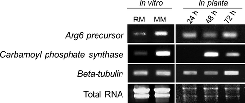 Figure 4. RT-PCR analysis of ChArg6 and ChCps transcripts. Total RNAs were extracted from C. higginsianum wild-type mycelia grown on rich medium (RM: Potato dextrose agar), minimal medium (MM: Czapek-dox agar), and infected Arabidopsis seedlings at 24, 48 and 72 h after inoculation, corresponding to the appressorial penetration, biotrophic and necrotrophic stages of infection, respectively. Five or two micrograms total RNA from mycelia and inoculated plant tissue were electrophoresed and stained with ethidium bromide to indicate RNA quality. C. higginsianum beta tubulin was used as a constitutively expressed control gene.