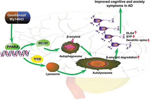 Figure 7. A proposed role of the PPARA-mediated autophagy against AD-like pathology in a murine model. Activation of the nuclear receptor PPARA by gemfibrozil or Wy14643 upregulates autophagy, activates microglia and astrocytes, removes Aβ, increases protein levels of SYP and DLG4, reverses memory deficits and decreases anxiety symptoms.