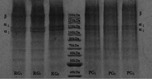 Figure 2. Protein patterns of the RG films and PG films. RG1, RG2, RG3: RG films 4 g + 22%, 4 g + 30%, 5 g + 30%. PG1, PG2, PG3: PG films 4 g + 22%, 4 g + 30%, 5 g + 30%.