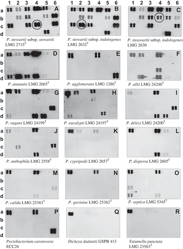 Fig. 4 Hybridization profiles of 18 Pantoea species and subspecies, Pectobacterium and Dickeya (former Erwinia members) and Tatumella punctata. Note specificity of detection of Pantoea stewartii subsp. stewartii LMG 2715T and differentiation from Pantoea stewartii subsp. indologenes based on oligonucleotide s1854rpoB (location c4).