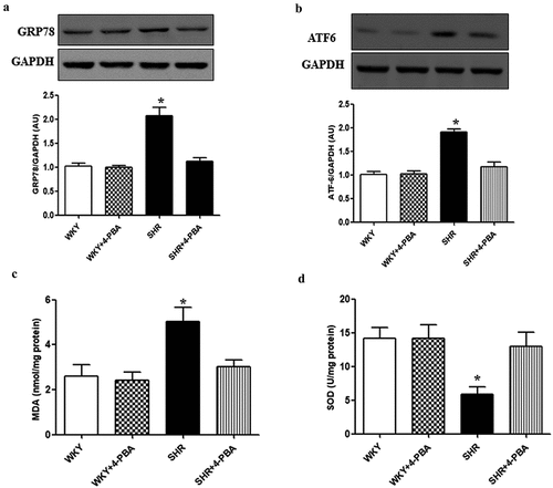 Figure 5. Effect of the ER stress inhibition on the ER stress and oxidative stress markers in renal cortex of WKY rats and SHRs. The WKY rats and SHRs were treated with vehicle or 4-PBA (1 g/kg/day) for 4 weeks. (a and b) Those protein expressions of ER stress markers including GRP78 and ATF6 were determined by immunoblotting. (c and d) Oxidative stress markers including malondialdehyde (MDA) and SOD were measured using a commercial kit. Data are expressed as the means ± S.E.M (n = 6/group). *P<.05 vs. others.