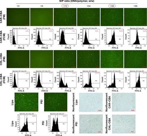 Figure 8 In vitro transfection and expression results of Gua-SS-PAAs at N/P ratios varying from 1/6 to 1/96.Notes: The fluorescence intensity of EGFP was observed by FM (100×, scale bar 100 μm), and transfection efficiency was determined by FCM after 48 hours gene transfection. Nonfluorescent means MCF-7 cell images recorded under natural light as cell density control.Abbreviations: CAR, guanidine hydrochloride; CBA, N,N′-cystamine bisacrylamide; CHL, chlorhexidine; FCM, flow cytometry; FM, fluorescence microscopy; Gua-SS-PAAs, guanidinylated poly(amido amine)s with multiple disulfide linkages; N/P, nucleic acid/polymer weight ratio; PEI, polyethylenimine; Lipo, lipofectamine 2000; EGFP, enhanced Green Fluorescent Protein.
