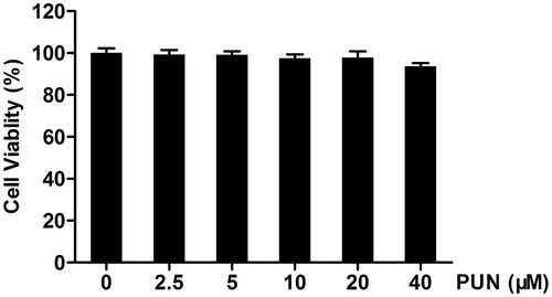 Figure 1. The effect of PUN on IEC-6 cell viability. Cells were incubated with 0, 2.5, 5, 10, 20 or 40 μM PUN for 48 h, and cell viability was analysed by the MTT assay. Data are expressed as mean ± SEM of three independent experiments. Differences between mean values were assessed by one-way ANOVA.