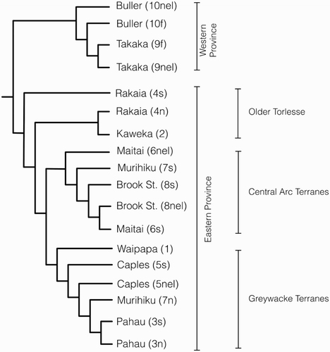 Figure 2. Classification scheme or cladogram of New Zealand Terranes using cladistic analysis. TNT found a single parsimonious tree (with implied weight set at K = 10). Terrane symbols as in Figure 1.