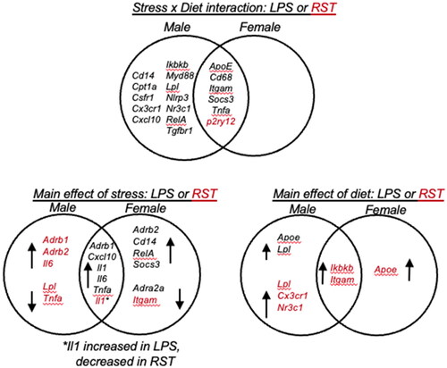 Figure 2. Venn diagrams showing ANOVA interactions (stress × diet) and main effects (stress or diet) in males and females. LPS treatment resulted in more stress × diet interactions in males vs. females, and more in LPS vs. restraint (only P2ry12). Main effects of stress or diet differed by sex, with main effects of stress or diet largely observed in males in response to restraint (LPS: lipopolysaccharide; RST: restraint). For main effects, arrows indicate up- or down-regulated genes.