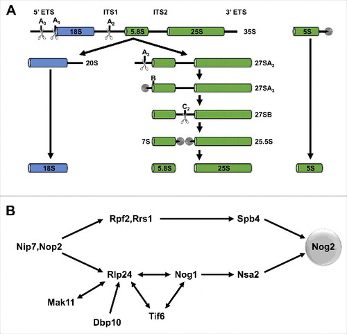 Figure 2. Yeast pre-rRNA processing and hierarchical recruitment of B-factors. (A) The pre-rRNA processing pathway in yeast. (B) Assembly of B-factors begins early in 60S subunit assembly with binding of Nip7 and Nop2 to the pre-60S subunit. The remaining B-factors assemble in 2 parallel pathways, ending with recruitment of Nog2.